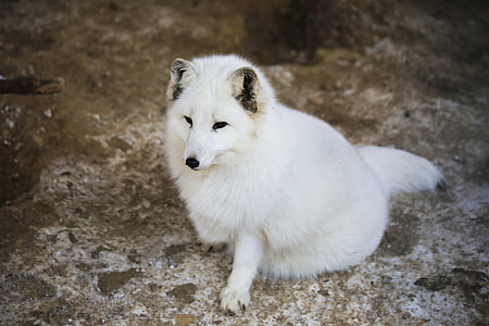 short-coated white dog sitting on floor thumbnail