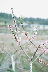 selective focus photography of pink petaled flowers thumbnail