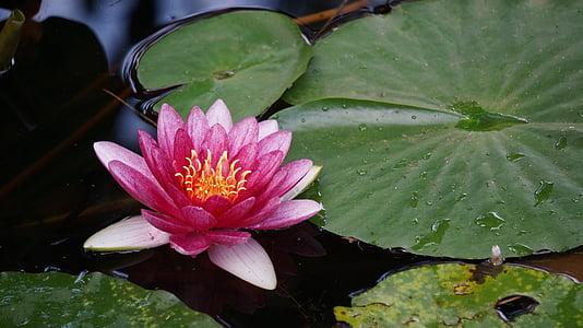 lotus flower floating on water thumbnail