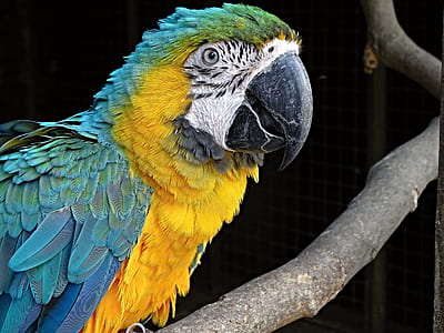 yellow and green parrot on brown wooden tree thumbnail