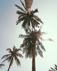 low angle photography of coconut trees thumbnail