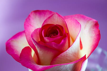 white and pink rose flower in closeup photography thumbnail