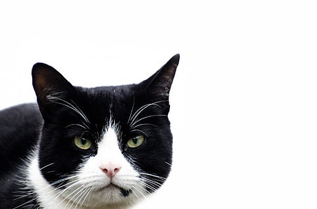black and white cat with green eyes thumbnail