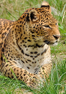 black and white cheetah on green grass field thumbnail