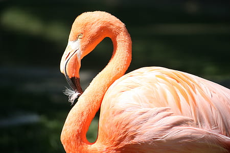 pink flamingo thumbnail