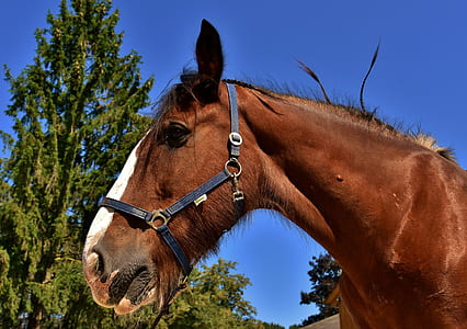 brown and white horse during daytime thumbnail