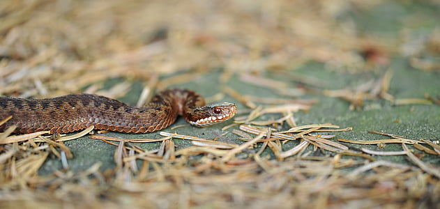 closeup photo of brown snake thumbnail