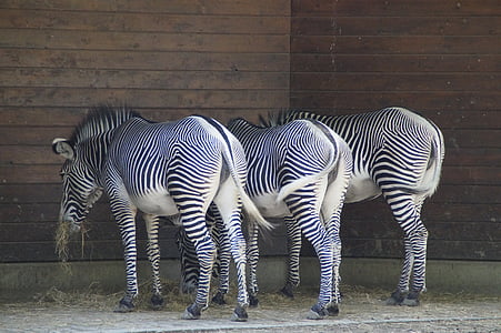 three zebras eating beside corner thumbnail
