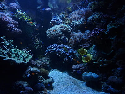 coral reefs thumbnail