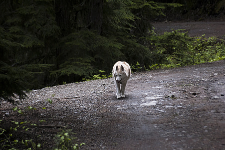 adult white Siberian husky walking in forest during daytime thumbnail