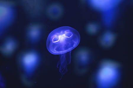 purple jellyfish thumbnail