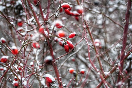 Close-up Photo of Thorny Red Tree thumbnail
