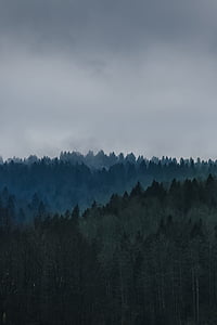 green leafed tree under cloudy sky during daytim thumbnail