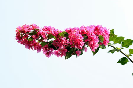 pink petaled flowers thumbnail
