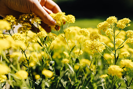 Small yellow flowers thumbnail