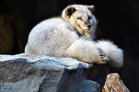 gray coated animal on brown rock thumbnail