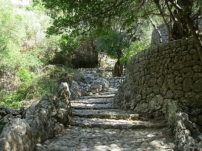 empty pathway in between trees thumbnail