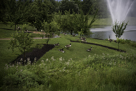 Geese in the Gardens thumbnail