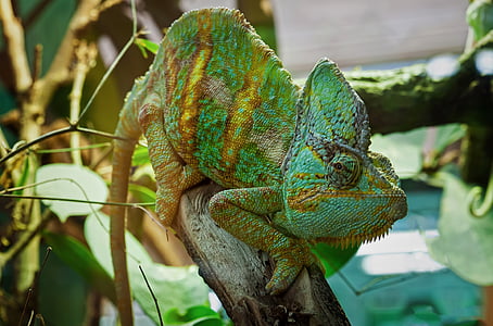 iguana on brown wood thumbnail
