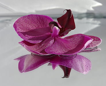 moth orchid flower thumbnail