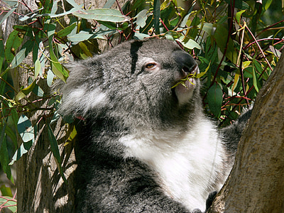koala on brown tree trunk during daytime thumbnail