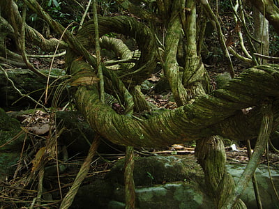 mossy tree part during daytime thumbnail