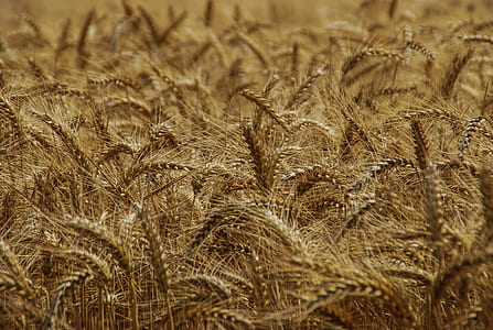 closeup photo of wheat field thumbnail
