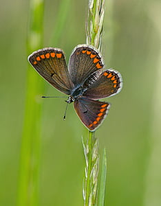 selective focus photography of common blue butterfly perched on wheat thumbnail