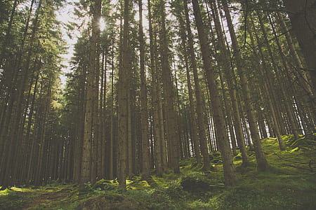 trees during daytime thumbnail