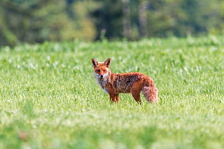shallow focus photography of brown fox thumbnail