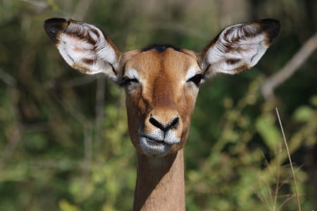 wood, animal, cute, eyes thumbnail