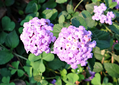 Flower, Purple Lantana thumbnail