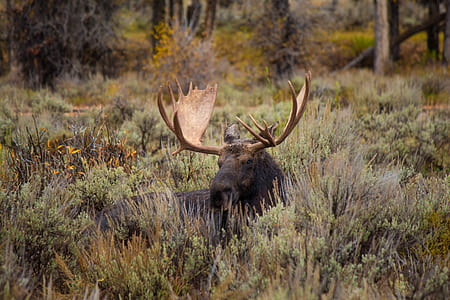 moose standing behind green bush thumbnail