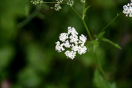 Cow Parsley, Anthriscus Sylvestris thumbnail