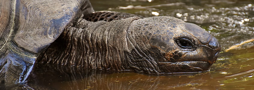 brown tortoise on body of water thumbnail