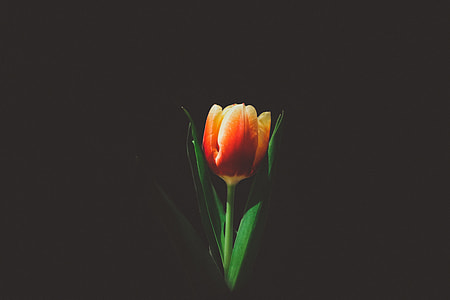 selective photo of red and yellow tulip in bloom thumbnail