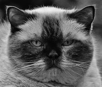 grayscake photo of cat in closed-up photo thumbnail