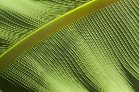 texture, leaf, green, line thumbnail