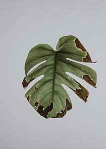 brown and green leaf thumbnail