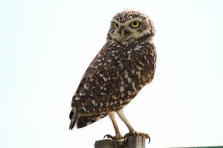 owl on rod photo thumbnail