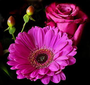 closeup photo of red rose and Gerbera daisy flowers thumbnail
