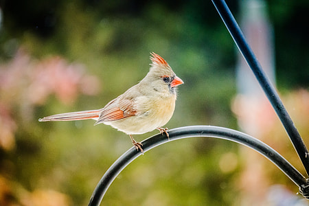 Cardinal, Female, Nature, Birdwatching, perched, birding thumbnail