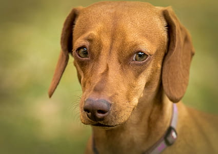 adult brown dachshund close-up photography thumbnail