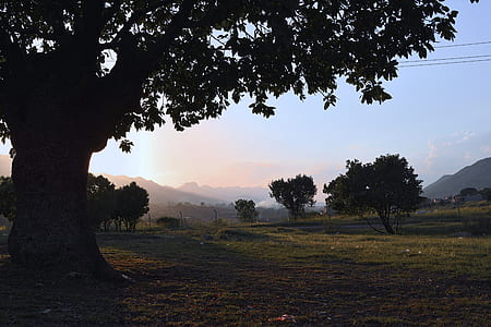 Silhouette Photography of Tree thumbnail