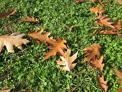 Quercus Rubra, Nothern Red Oak thumbnail