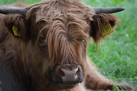 highland bison resting on grass field thumbnail