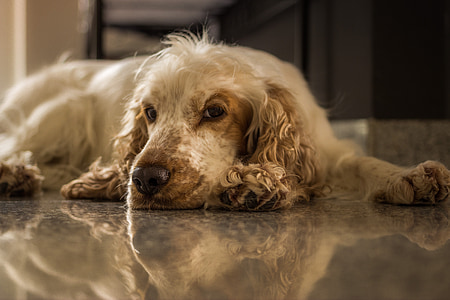 brown English cocker spaniel lying down on brown ground thumbnail