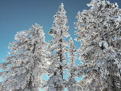 snow covered trees thumbnail