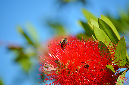 Lemon Bottlebrush, Callistemon Citrinus thumbnail