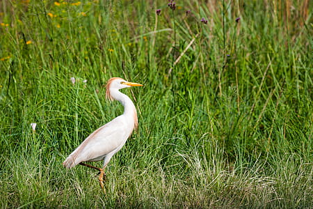 Egret Bird thumbnail